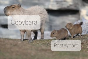 Copybara.jpg